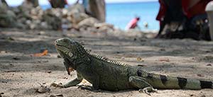 En ödla (lizard) på stranden i Curacao