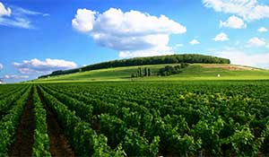 Vinodling i Frankrike